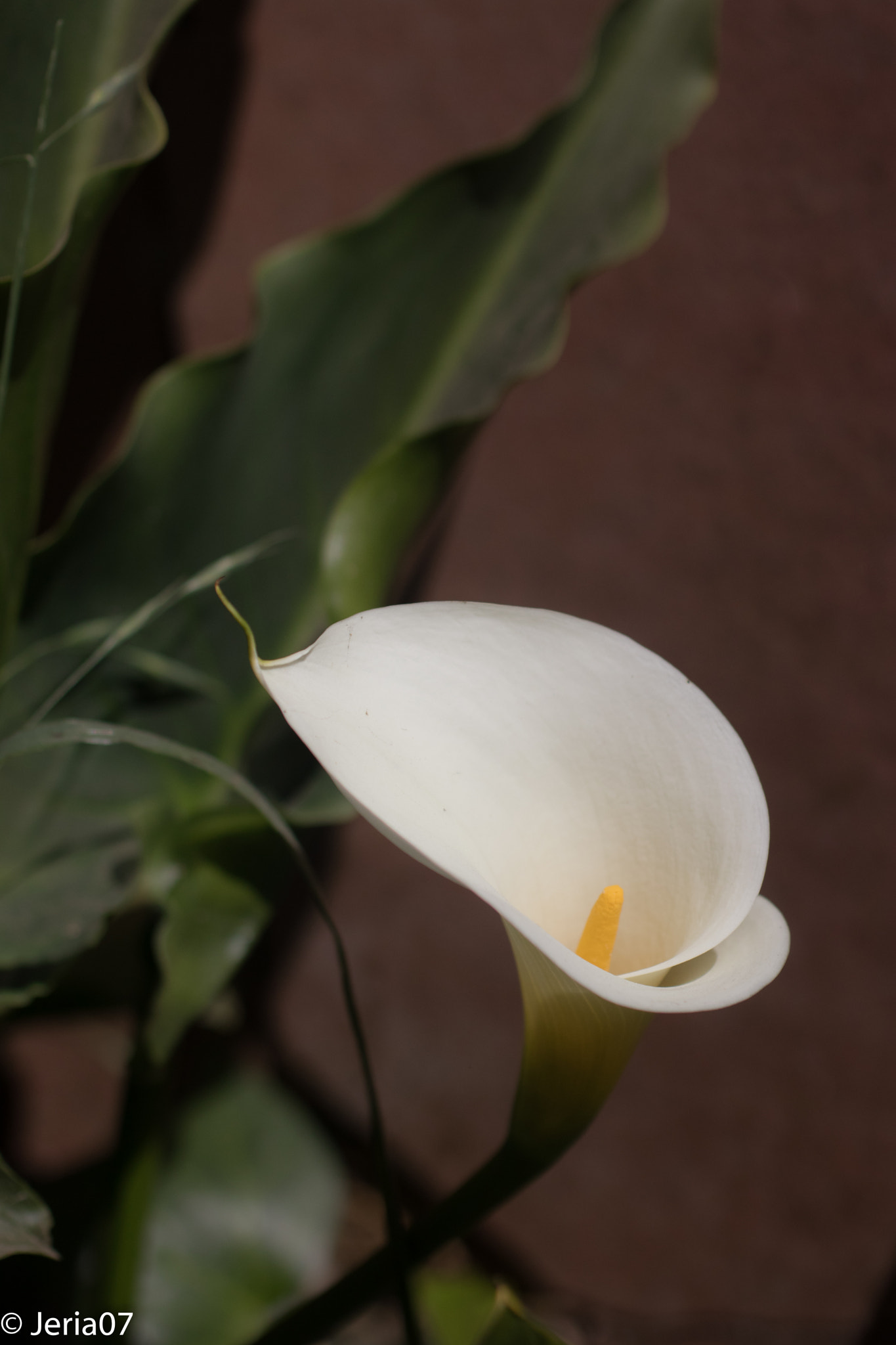 Sigma 50mm F1.4 EX DG HSM sample photo. Zantedeschia aethiopica photography