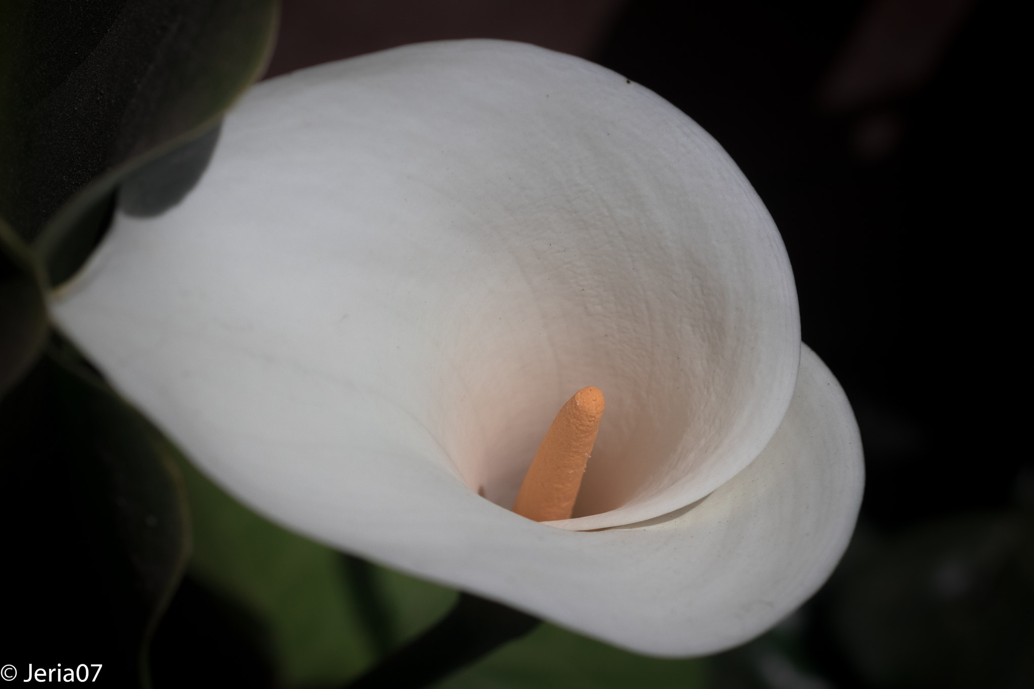 Sigma 50mm F1.4 EX DG HSM sample photo. Zantedeschia aethiopica photography