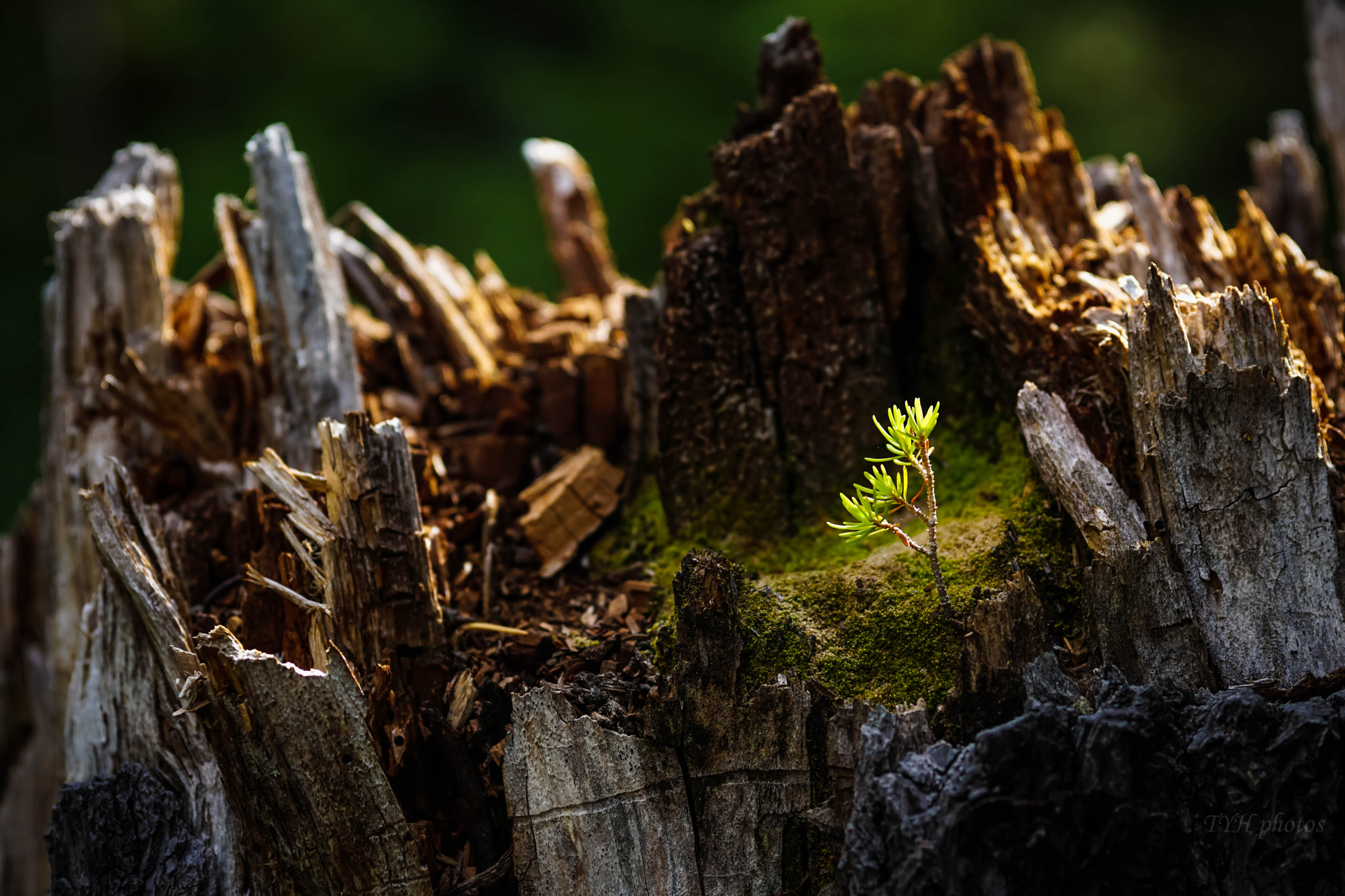 Sony a6300 + E 60mm F2.8 sample photo. Circle of life photography