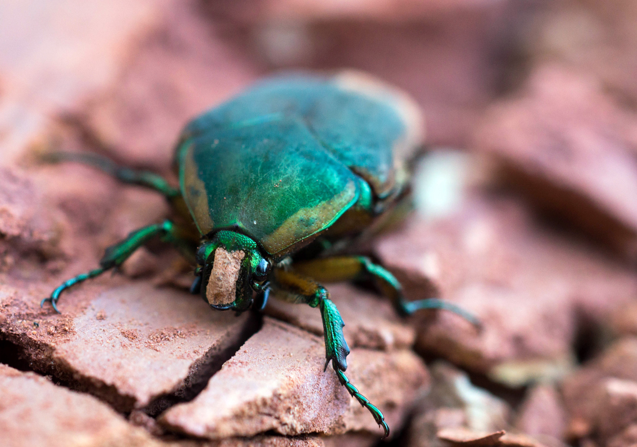 Sony SLT-A57 + MACRO 50mm F2.8 sample photo. Fig beetle photography