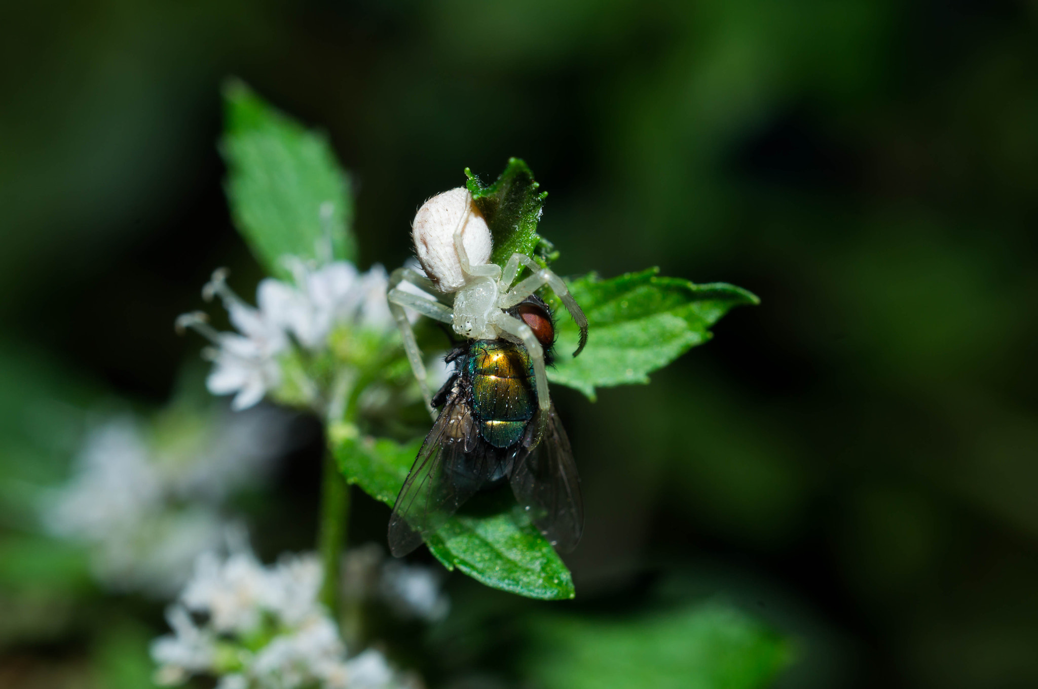 Sony SLT-A57 + MACRO 50mm F2.8 sample photo. Crab spider dinner photography