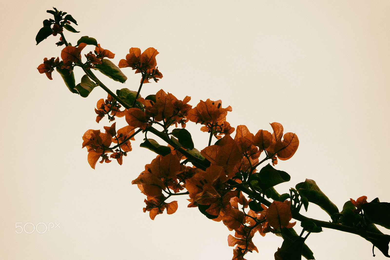 Panasonic Lumix DMC-G7 sample photo. Bougainvillea photography