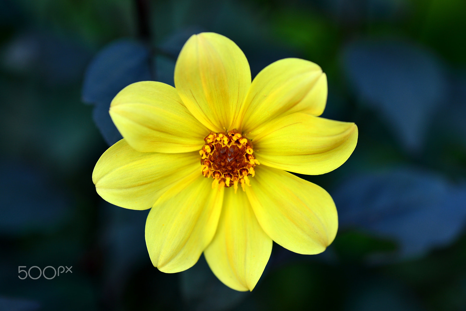 Nikon D600 sample photo. The beautiful yellow tone photography