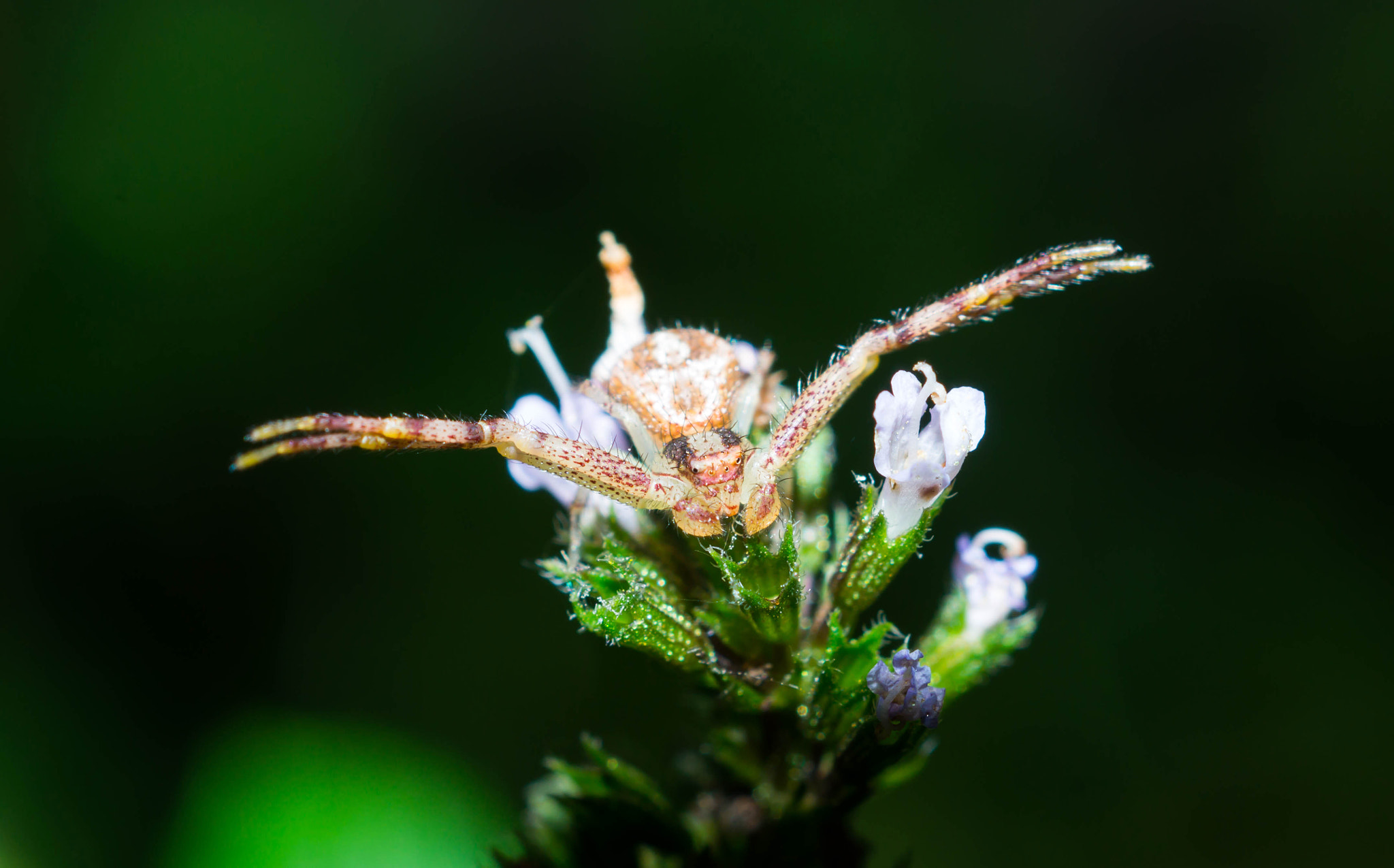 MACRO 50mm F2.8 sample photo. Awaiting dinner photography