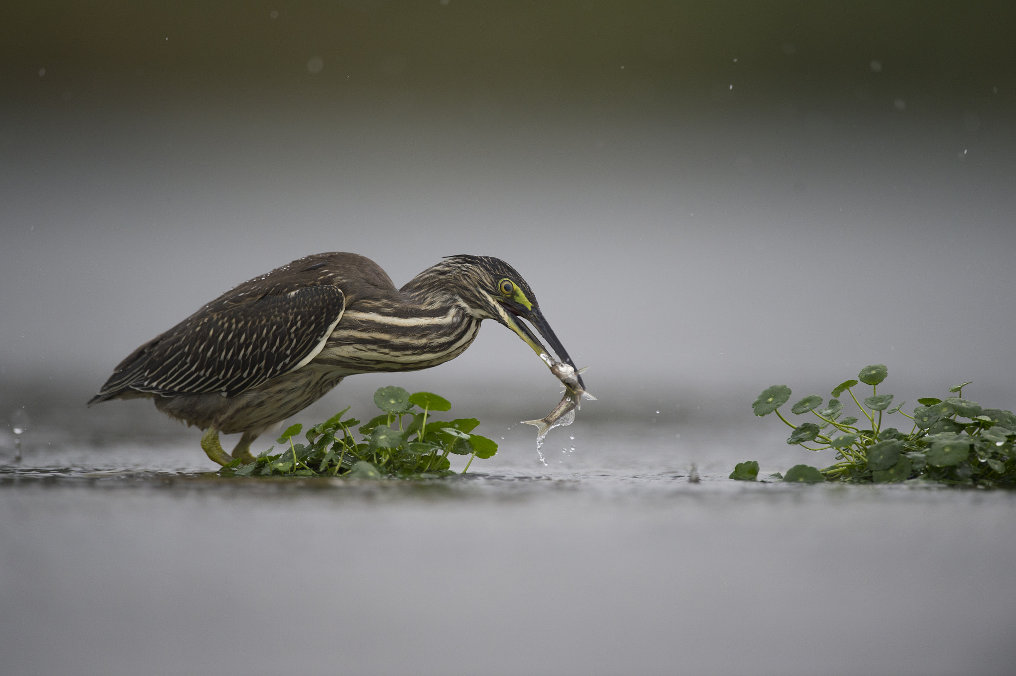 Nikon D4S + Nikon AF-S Nikkor 600mm F4G ED VR sample photo. Black-crowned night heron photography