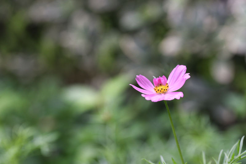 Canon EF 100mm F2.8L Macro IS USM sample photo