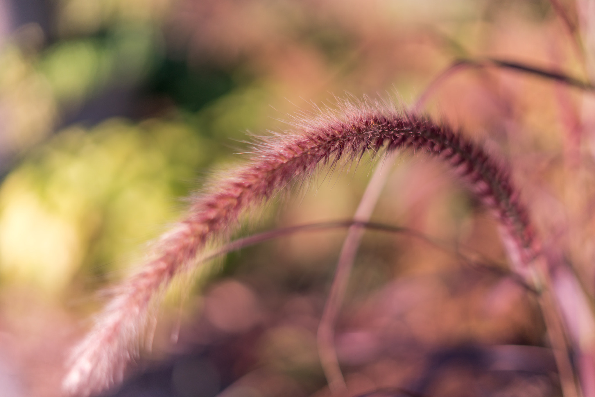 Sony a7R II + Sony FE 50mm F1.8 sample photo. Pennisetum setaceum! photography