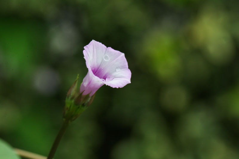 Canon EF 100mm F2.8L Macro IS USM sample photo
