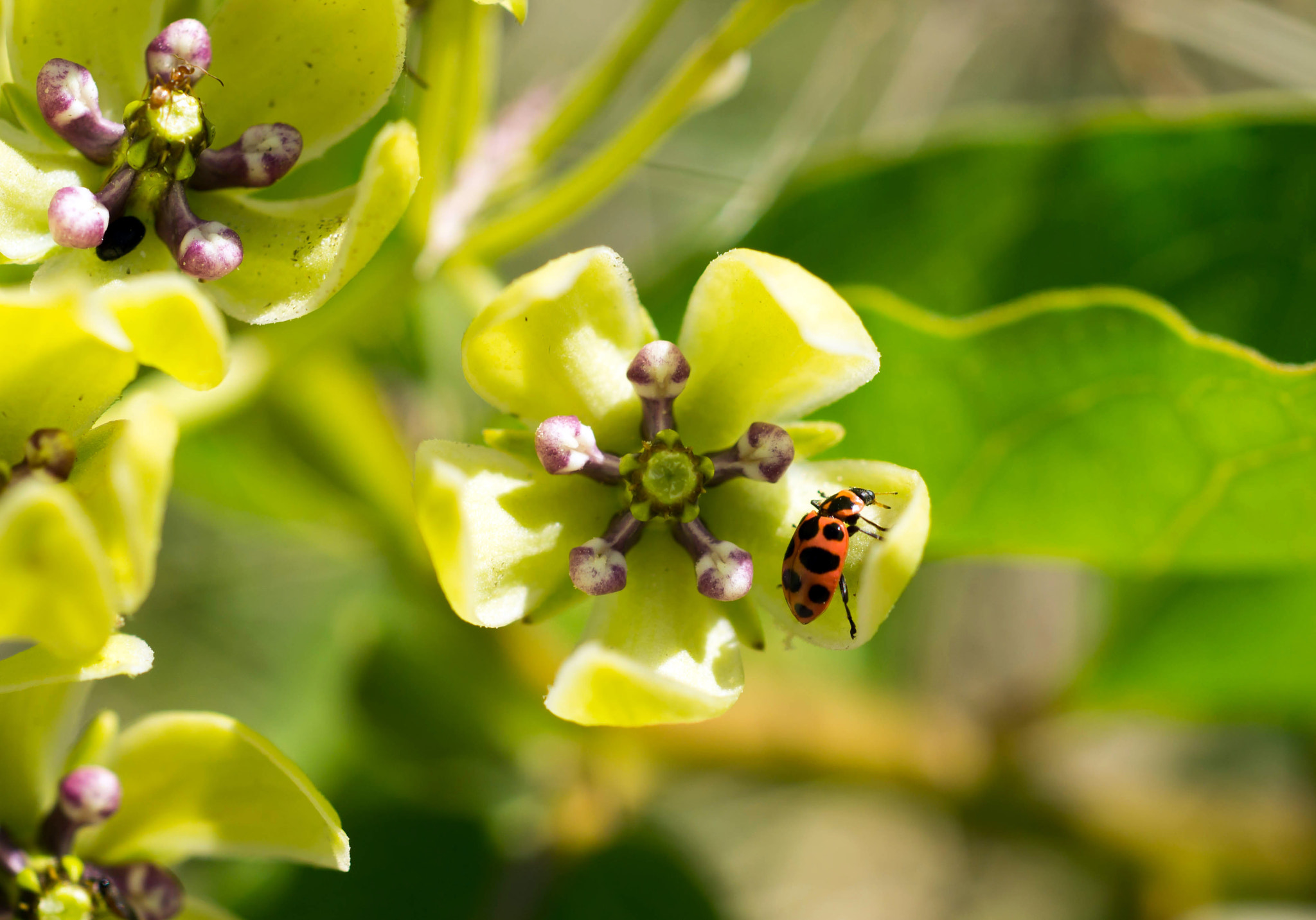 Sony SLT-A57 sample photo. Mildweed flower and beetle photography