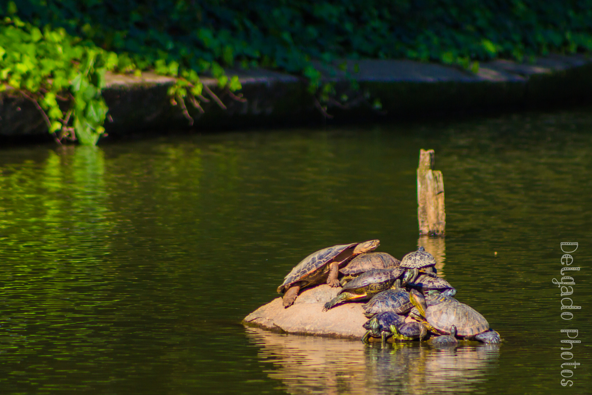 Canon EF 75-300mm f/4-5.6 USM sample photo. Lago de tartaruga photography