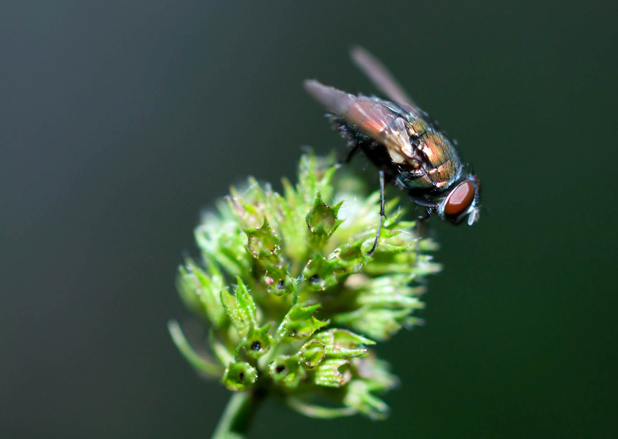 Sony SLT-A57 + MACRO 50mm F2.8 sample photo. Fly photography