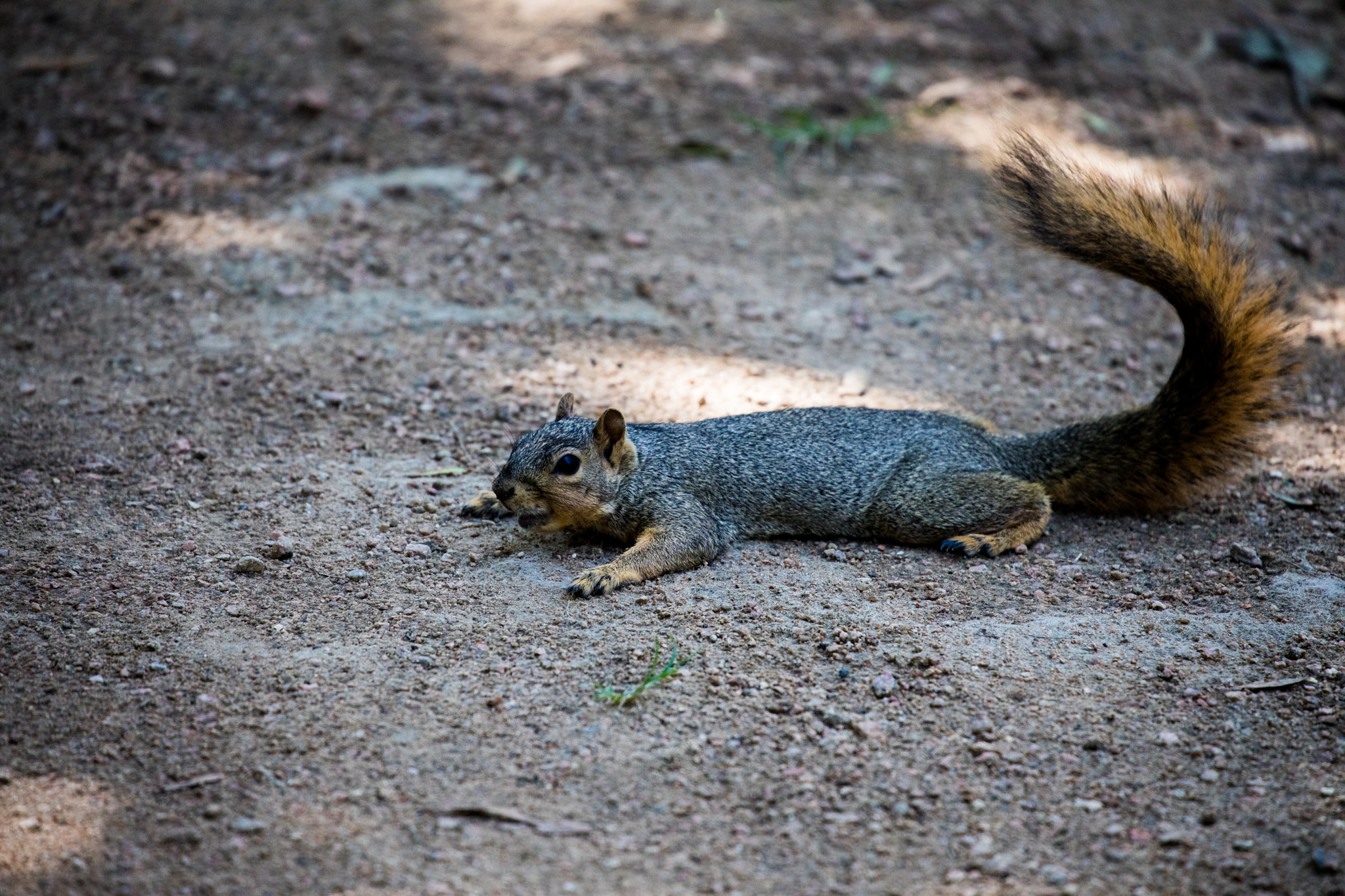 Canon EF 70-300mm F4-5.6L IS USM sample photo. Hahaha! photography