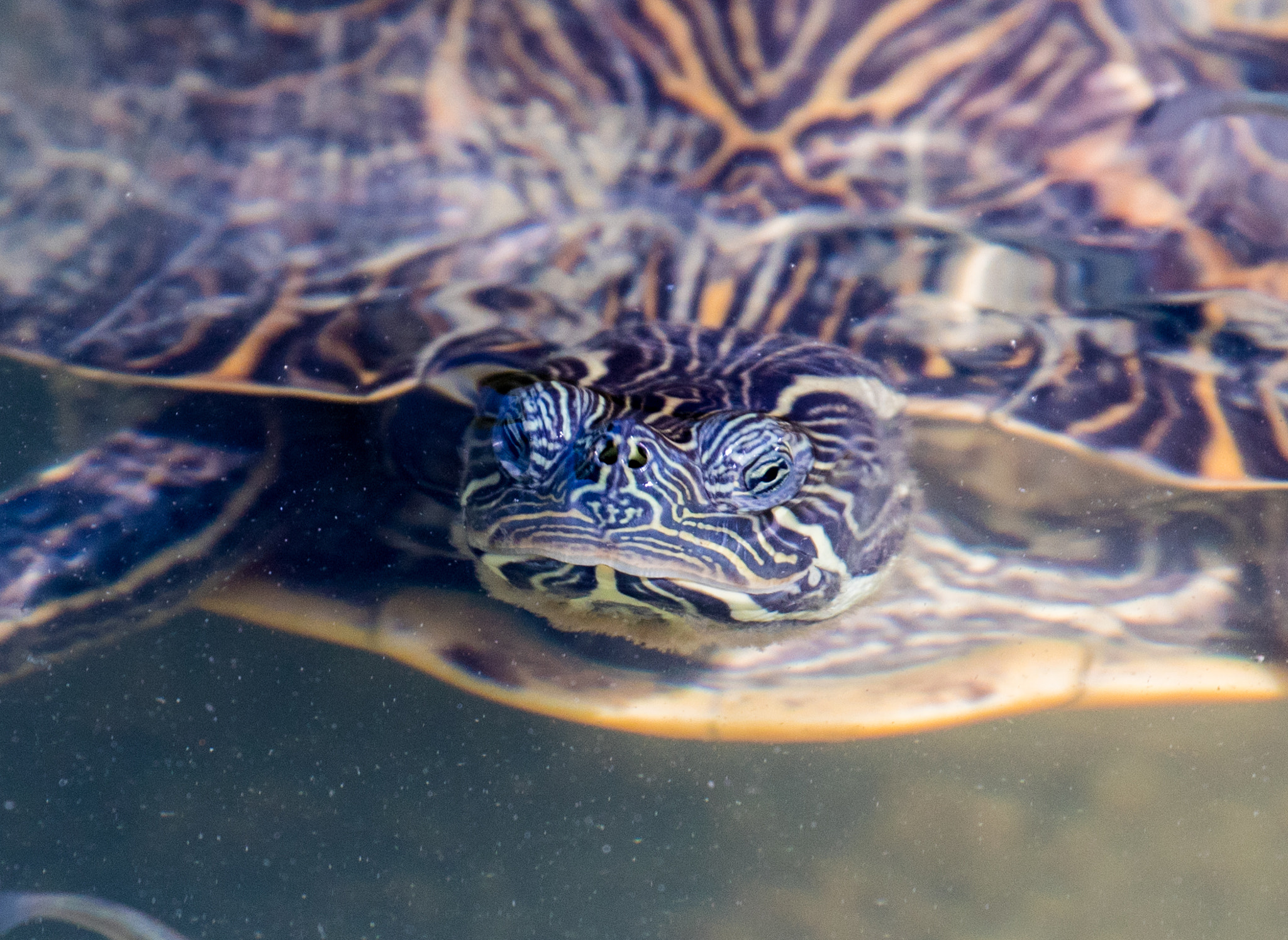 Canon EF 70-300mm F4-5.6L IS USM sample photo. Grumpy turtle photography