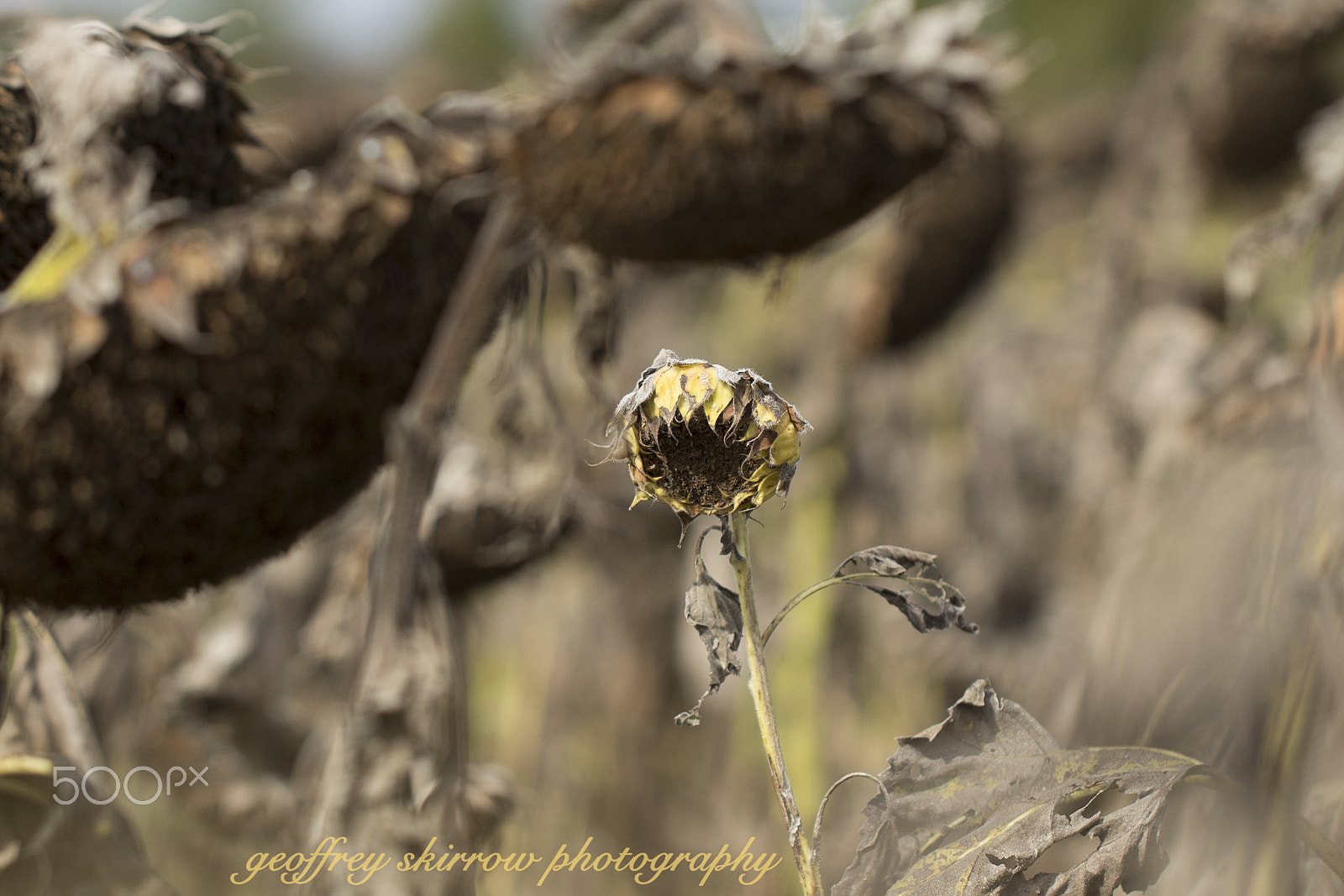 Canon EOS 6D sample photo. Sunflower photography
