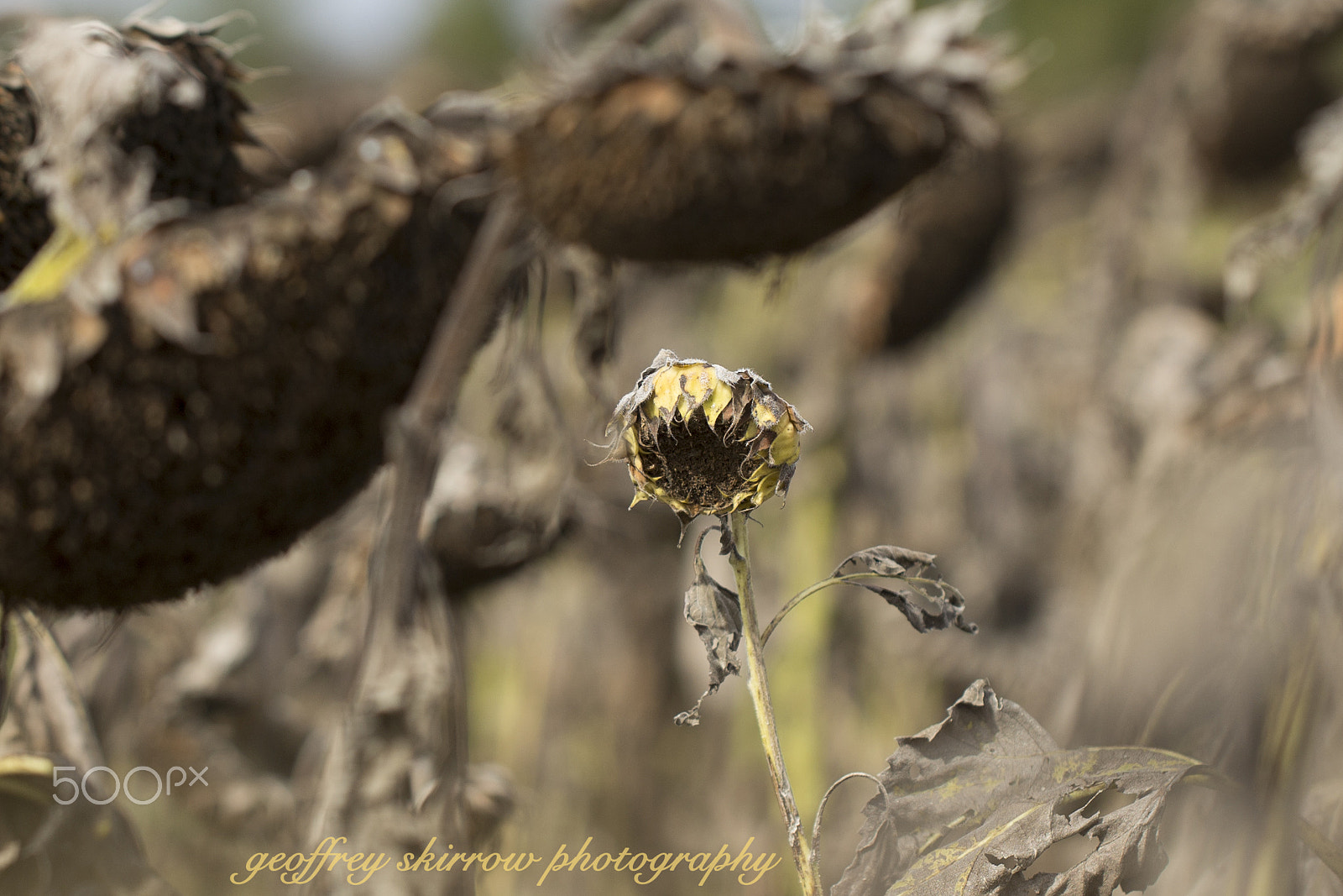 Canon EOS 6D + Canon EF 100mm F2.8L Macro IS USM sample photo. Sunflower photography