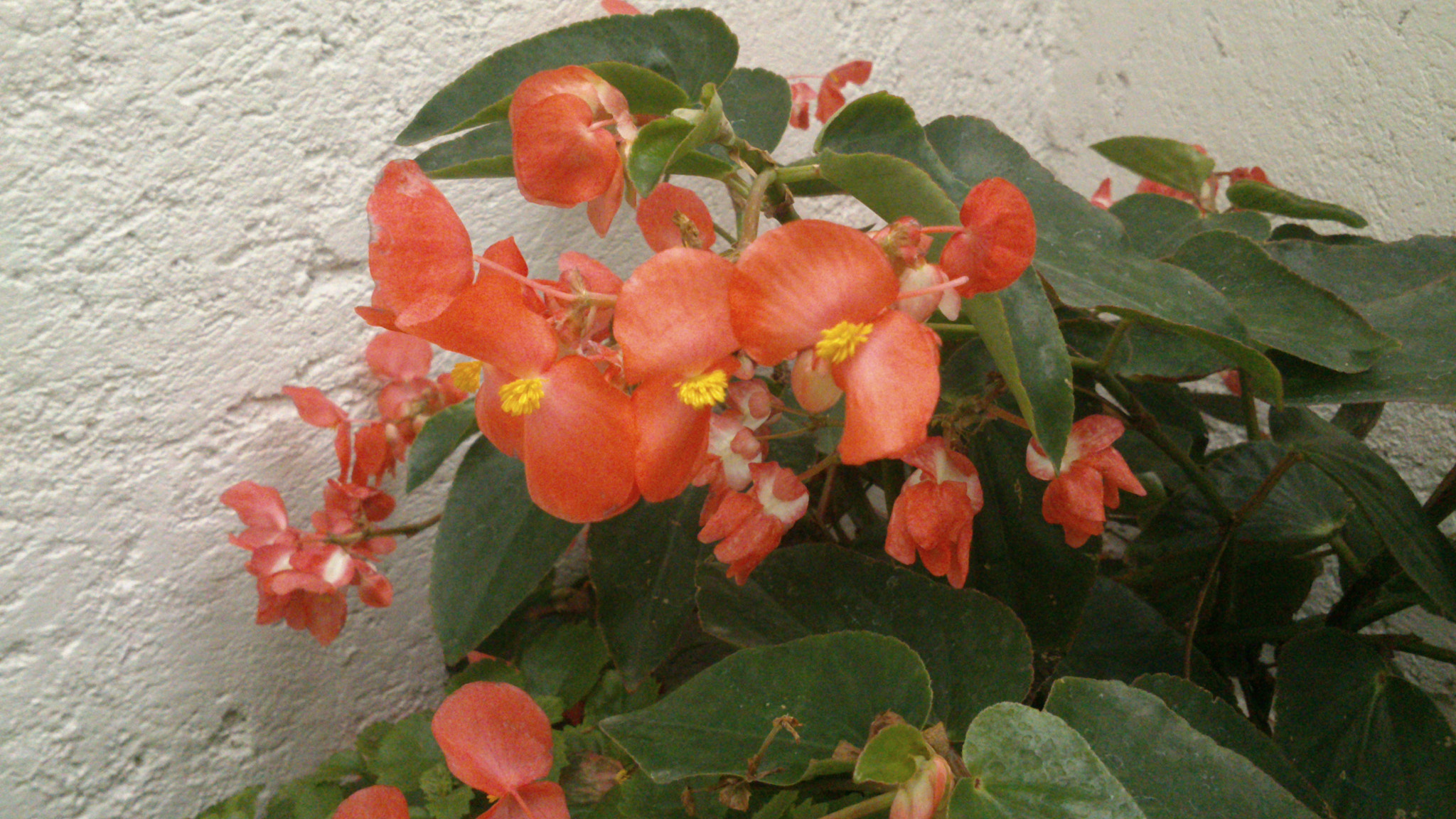 Sony Ericsson Xperia P sample photo