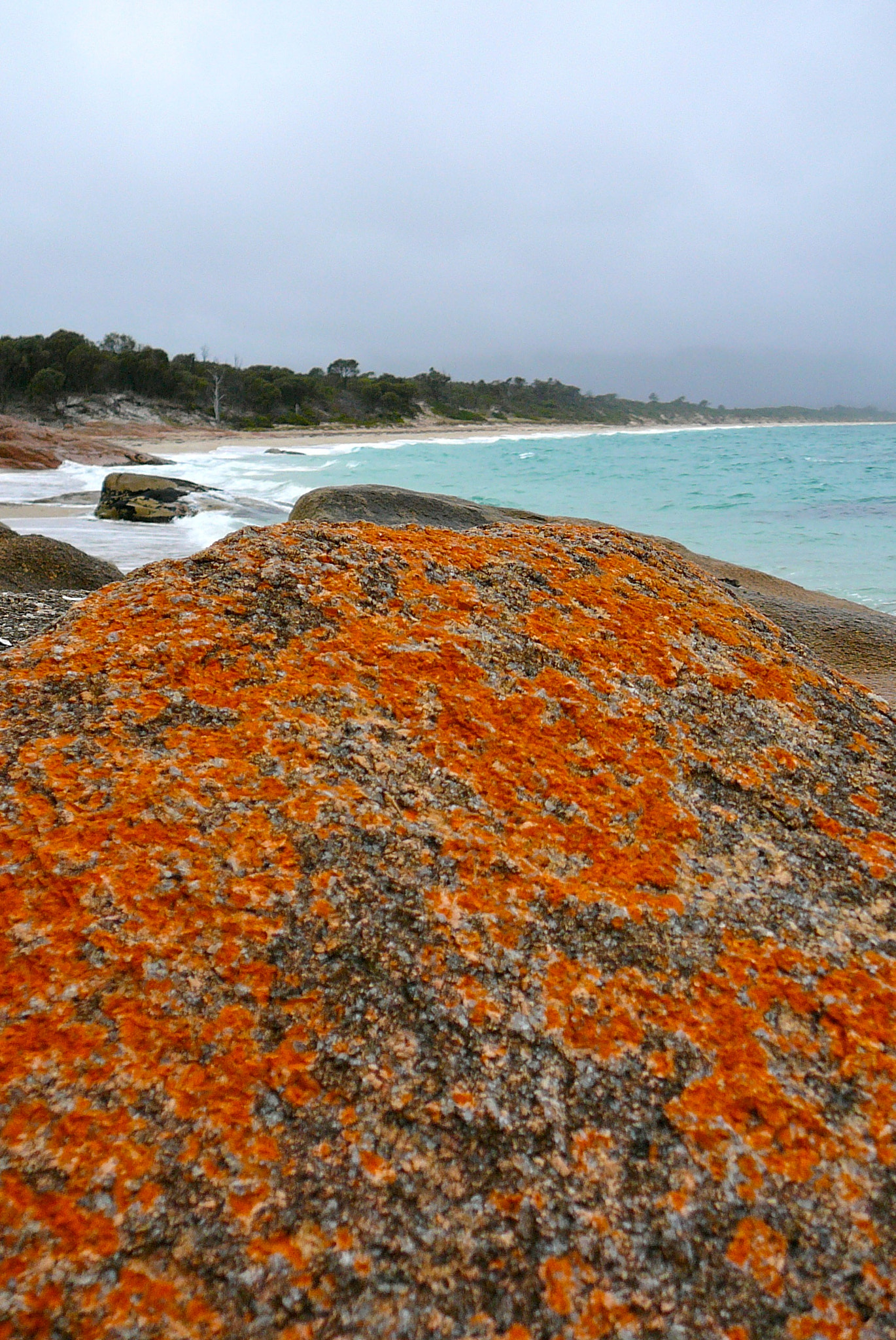 Panasonic DMC-TZ1 sample photo. Lichen in rock (bay of fires tasmania) photography