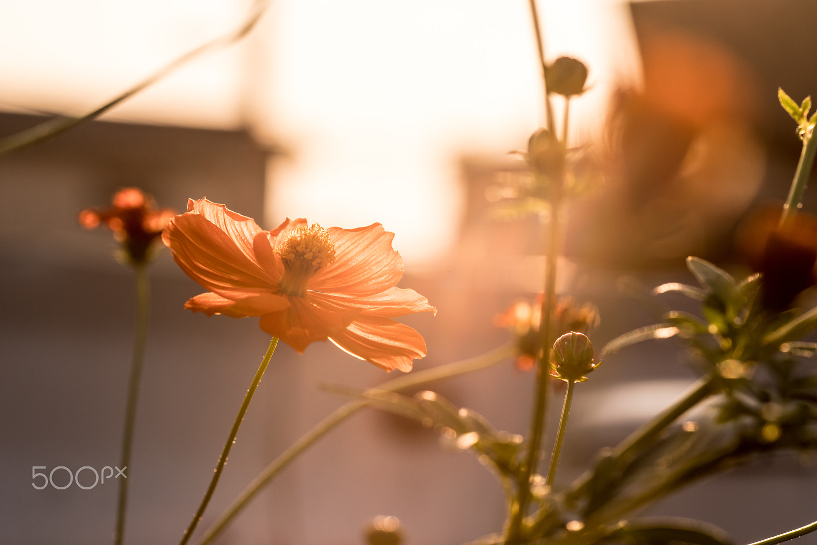 Pentax K-1 sample photo. Cosmos photography