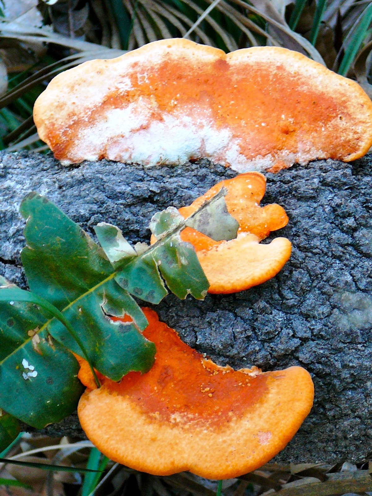 Panasonic DMC-TZ1 sample photo. Colourful fungi photography