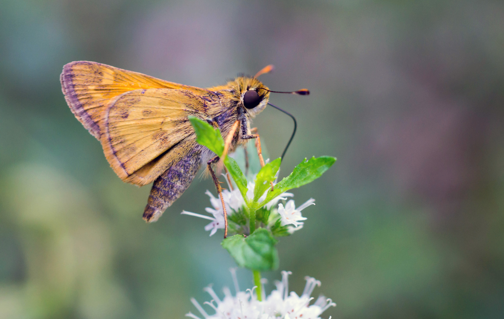 Sony SLT-A57 + MACRO 50mm F2.8 sample photo. Skipper butterfly photography