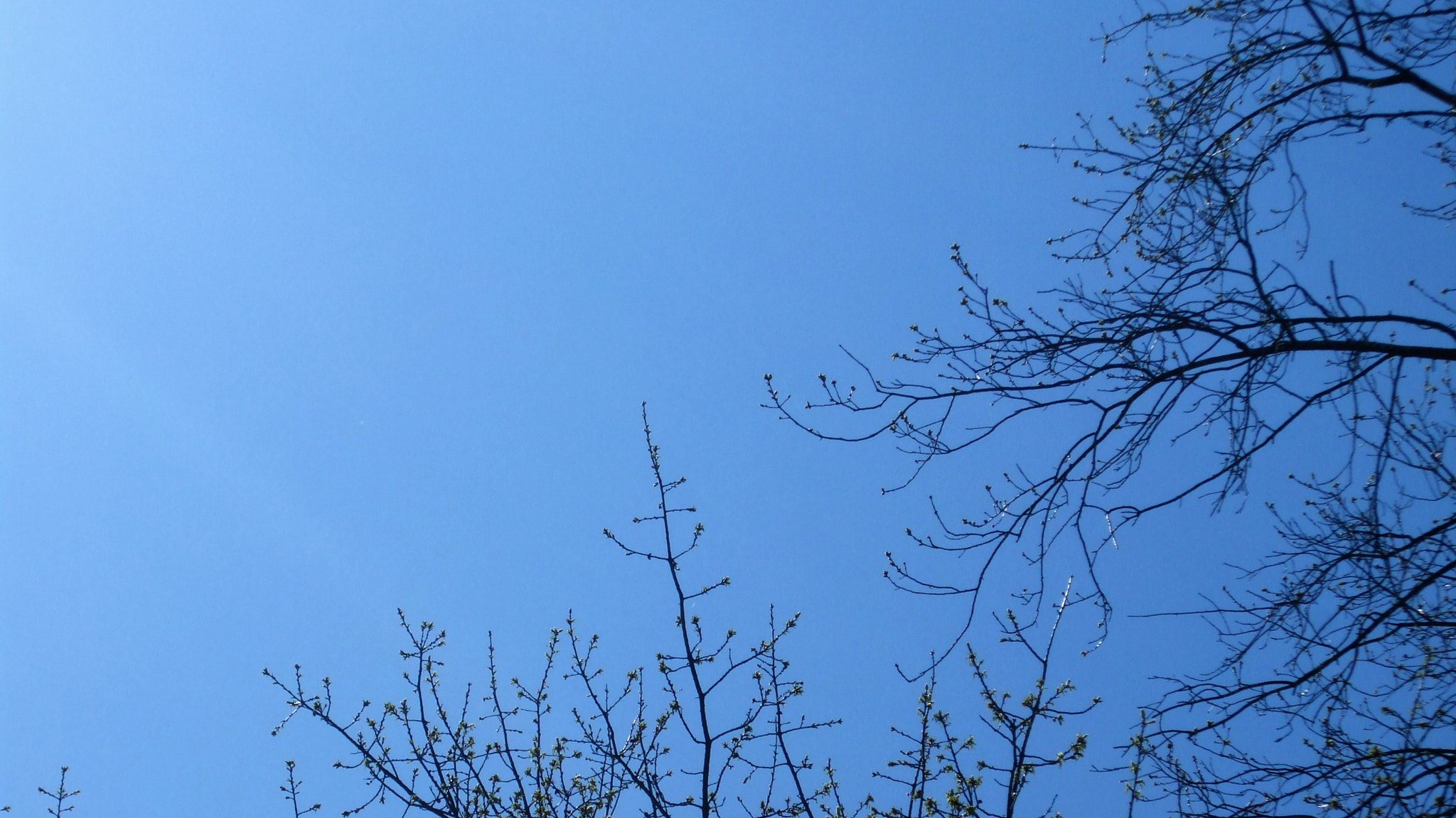 Fujifilm FinePix A820 sample photo. Trees in the sky photography