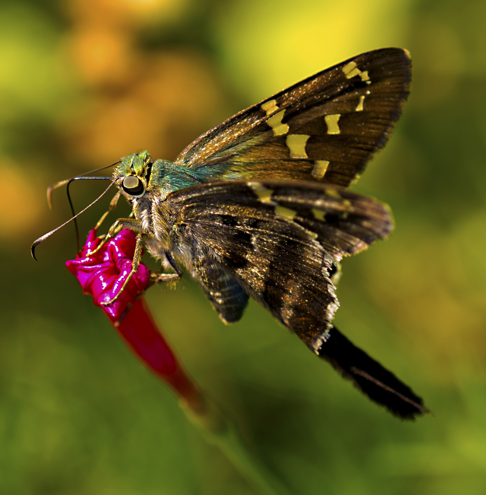 Nikon D600 + Nikon AF Micro-Nikkor 200mm F4D ED-IF sample photo. Long-tailed skipper on a hummingbird vine photography