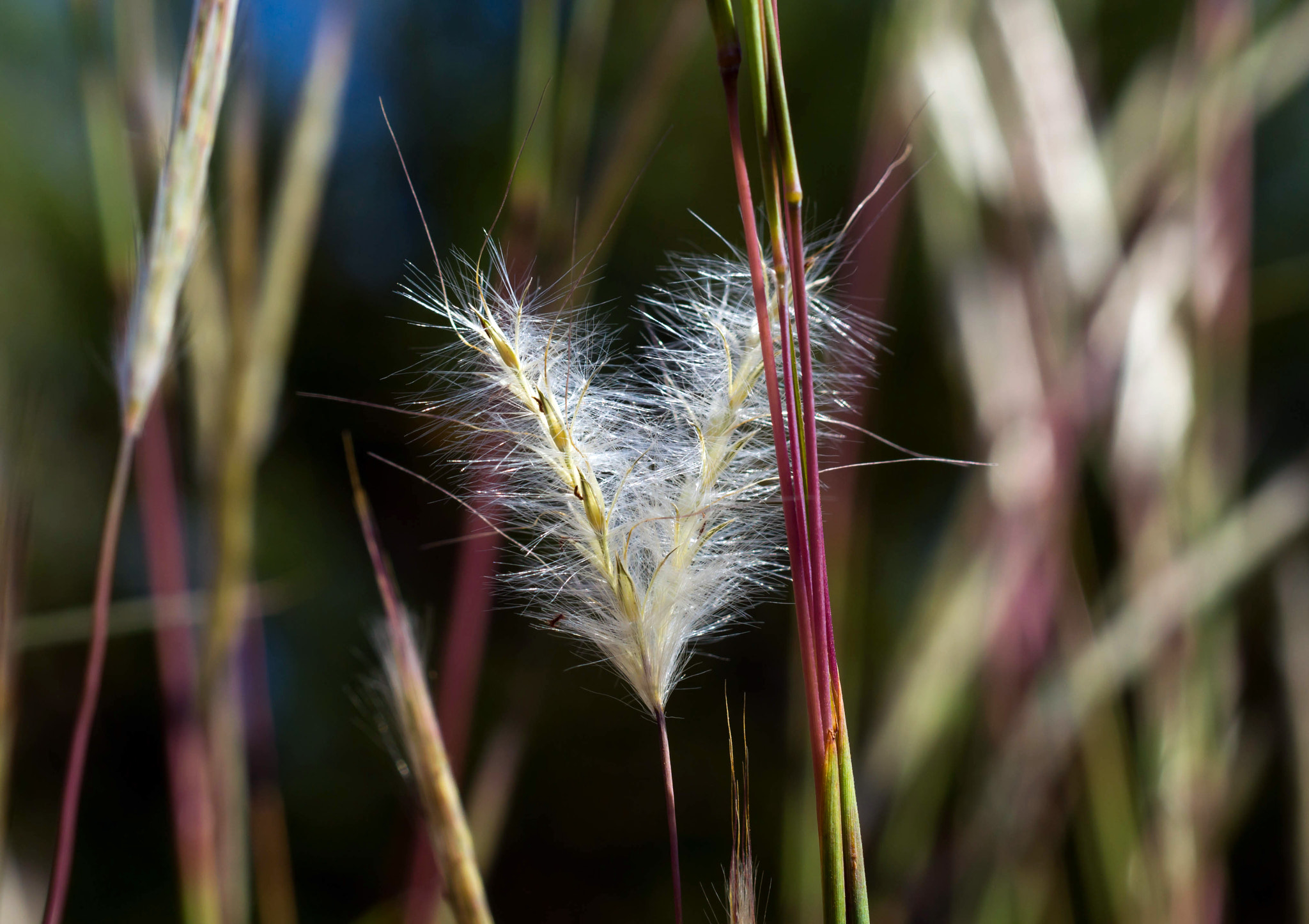 Sony SLT-A57 + MACRO 50mm F2.8 sample photo. Red stemmed grass seeds photography