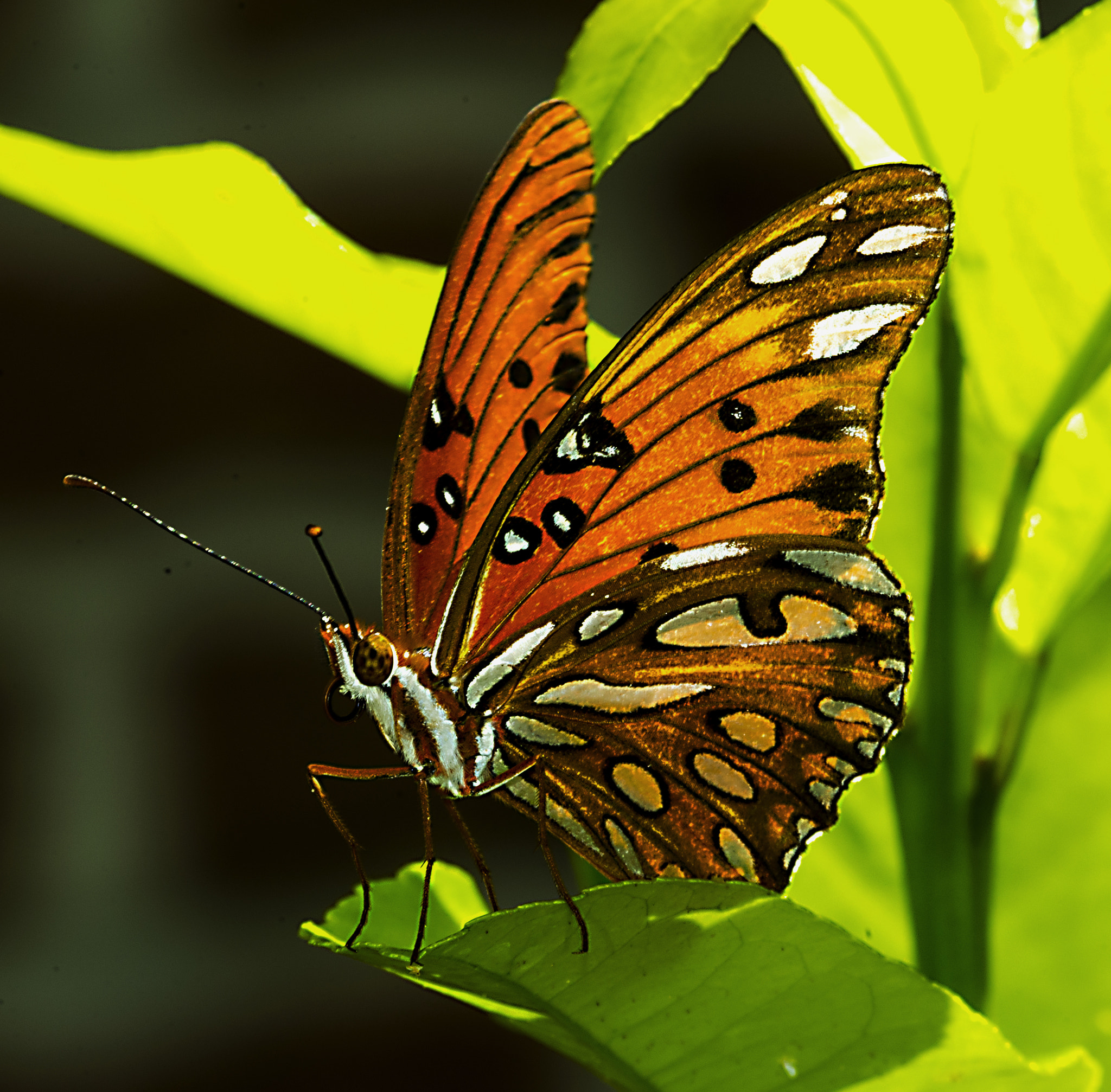 Nikon D600 + Nikon AF Micro-Nikkor 200mm F4D ED-IF sample photo. Gulf fritillary butterfly #4 photography