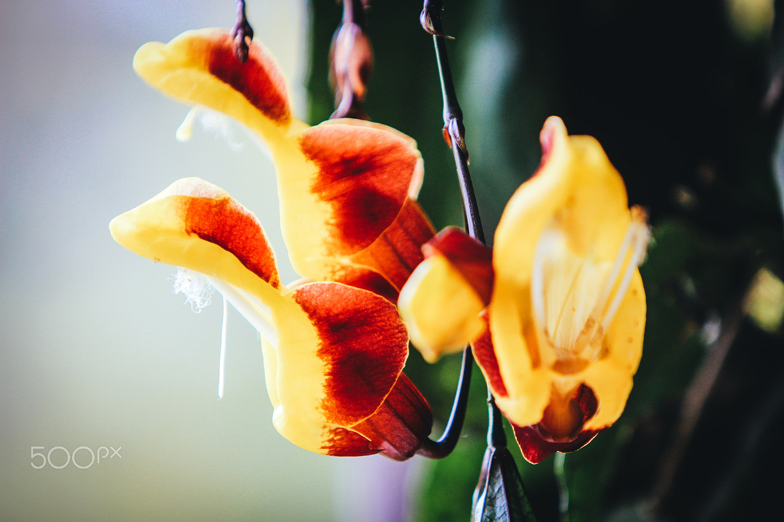 Canon EF 70-200mm F2.8L IS USM sample photo. Guatemalan flowers photography