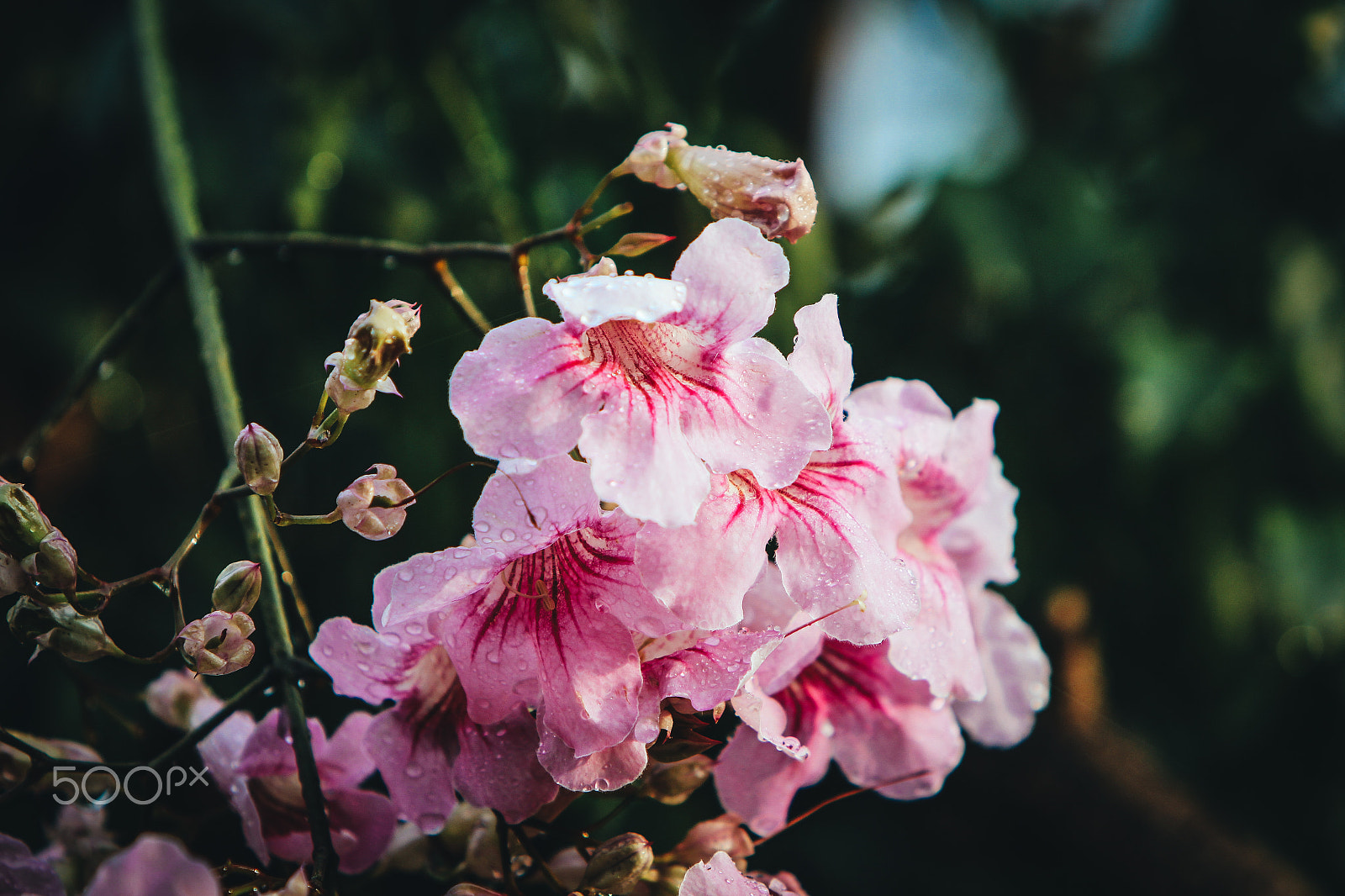 Canon EF 70-200mm F2.8L IS USM sample photo. Guatemalan flowers photography