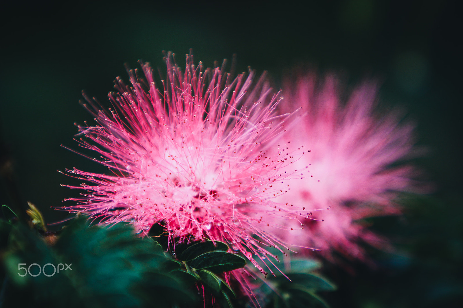 Canon EF 70-200mm F2.8L IS USM sample photo. Guatemalan flowers photography
