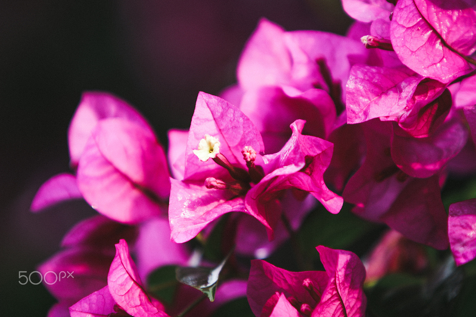 Canon EF 70-200mm F2.8L IS USM sample photo. Guatemalan flowers photography