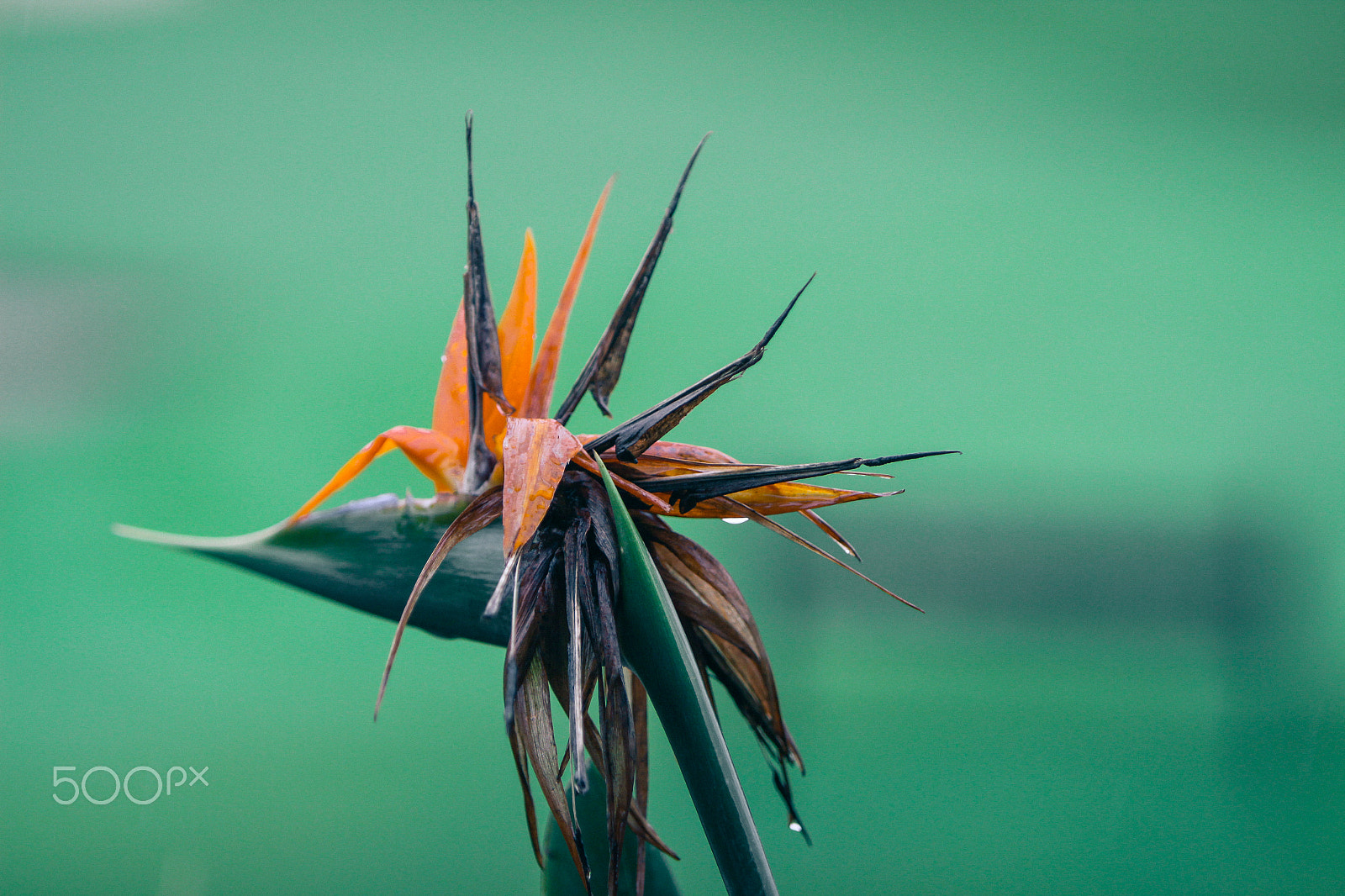 Canon EF 70-200mm F2.8L IS USM sample photo. Guatemalan flowers photography