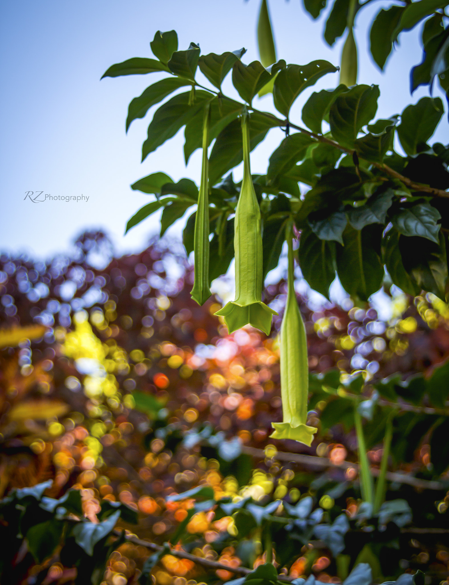 Canon EOS 700D (EOS Rebel T5i / EOS Kiss X7i) + Canon EF 400mm f/2.8L sample photo. Autumn photography