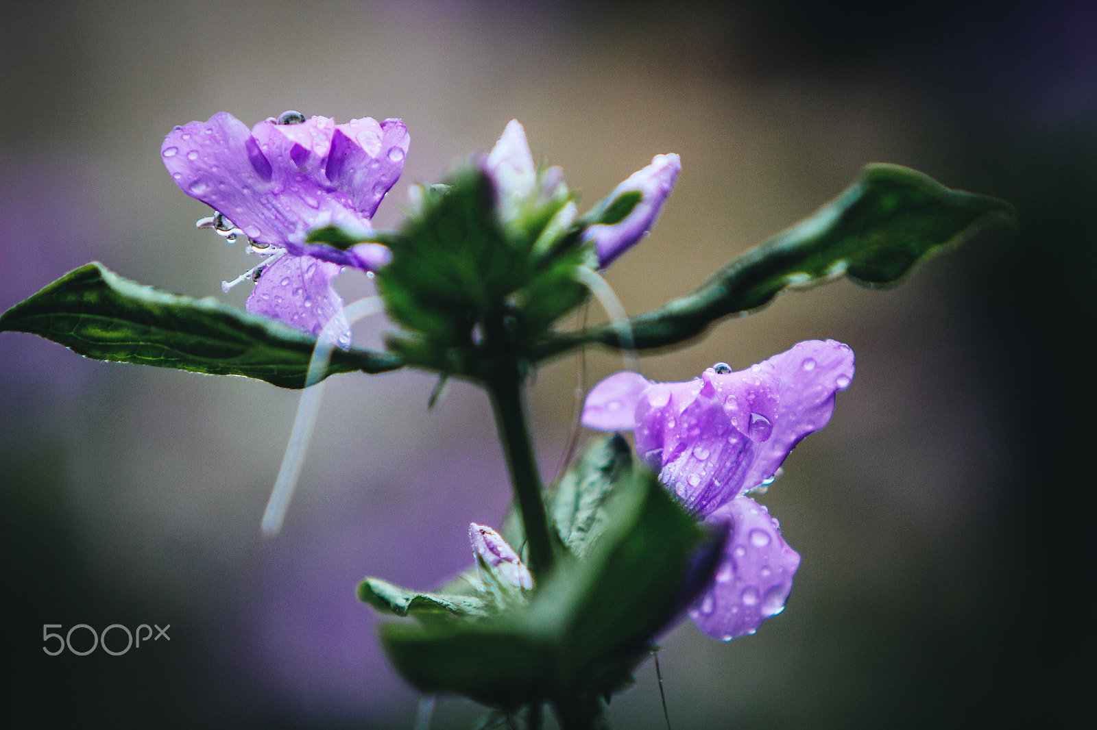 Canon EF 70-200mm F2.8L IS USM sample photo. Flowers in guatemala photography