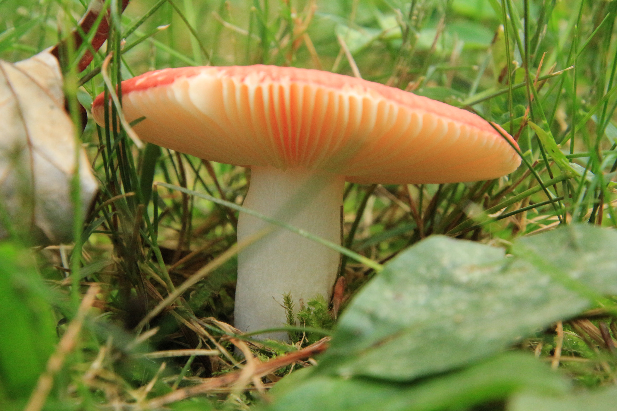 Canon EOS 700D (EOS Rebel T5i / EOS Kiss X7i) sample photo. Gnome home photography