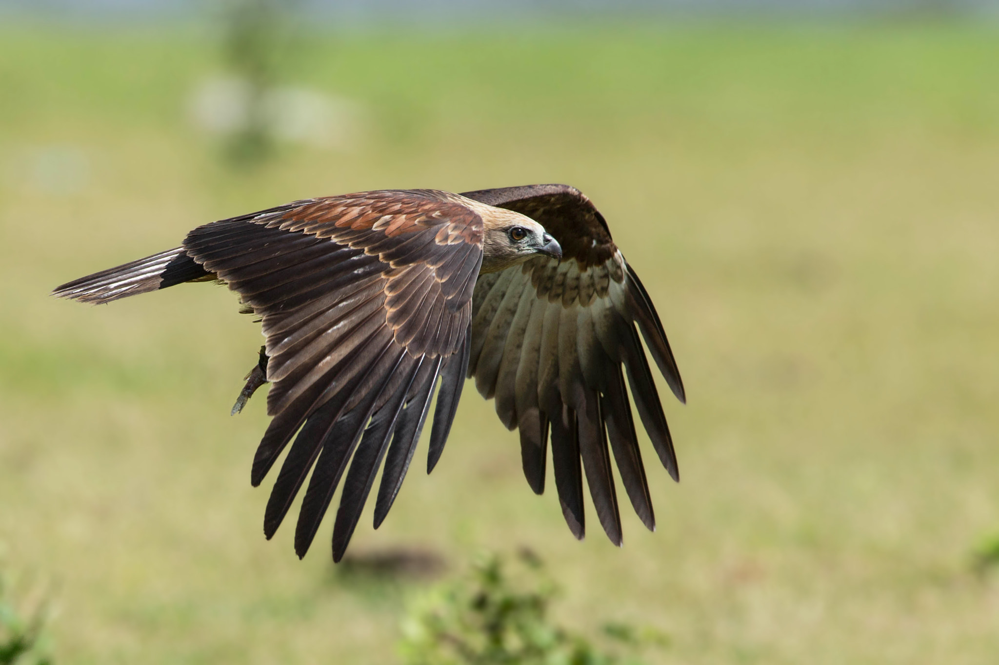 Canon EOS-1D X + Canon EF 600mm f/4L IS sample photo. Brahminy kite photography
