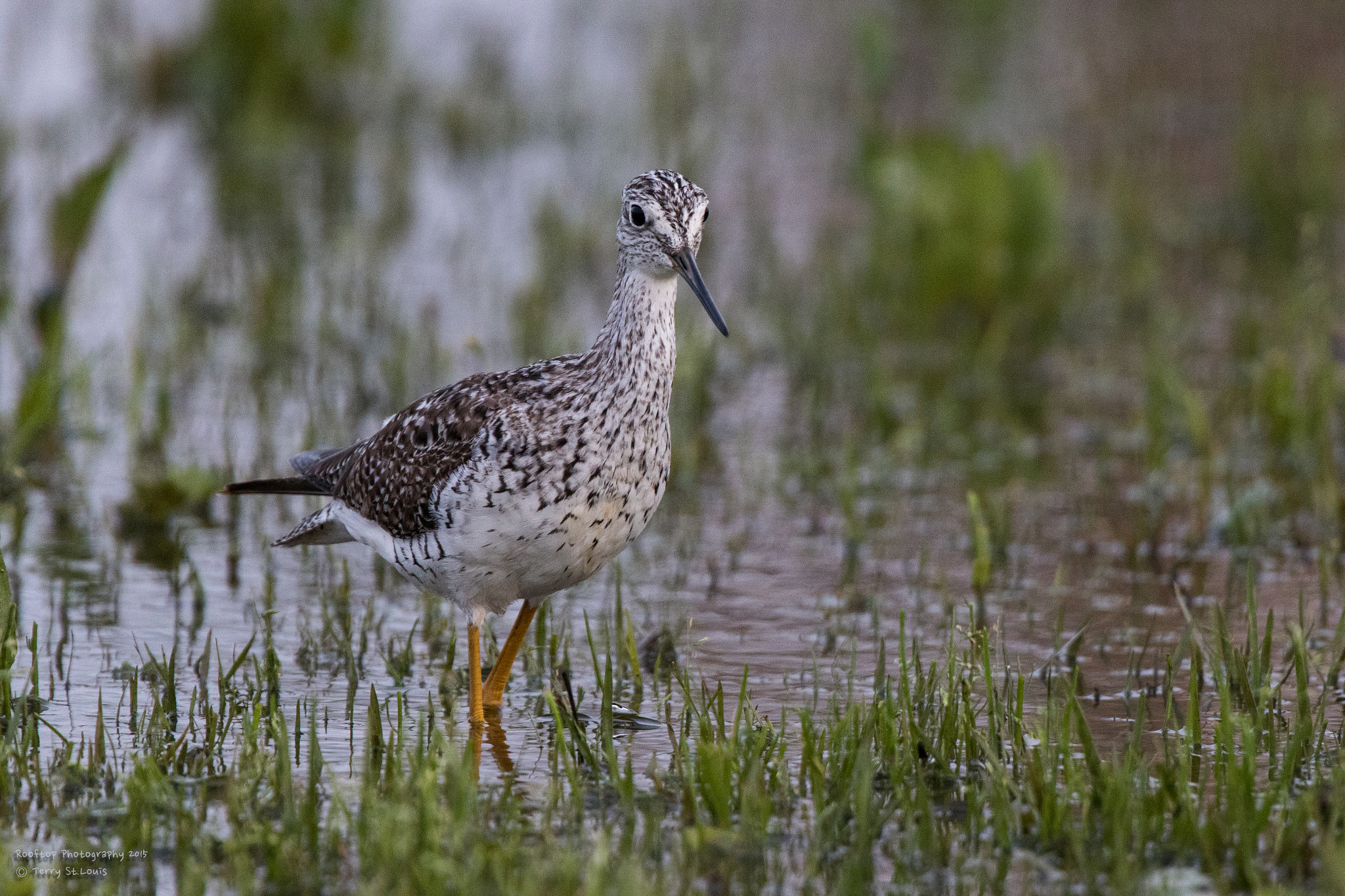 Canon EF 300mm F2.8L IS USM sample photo. Willet on a rainy day photography