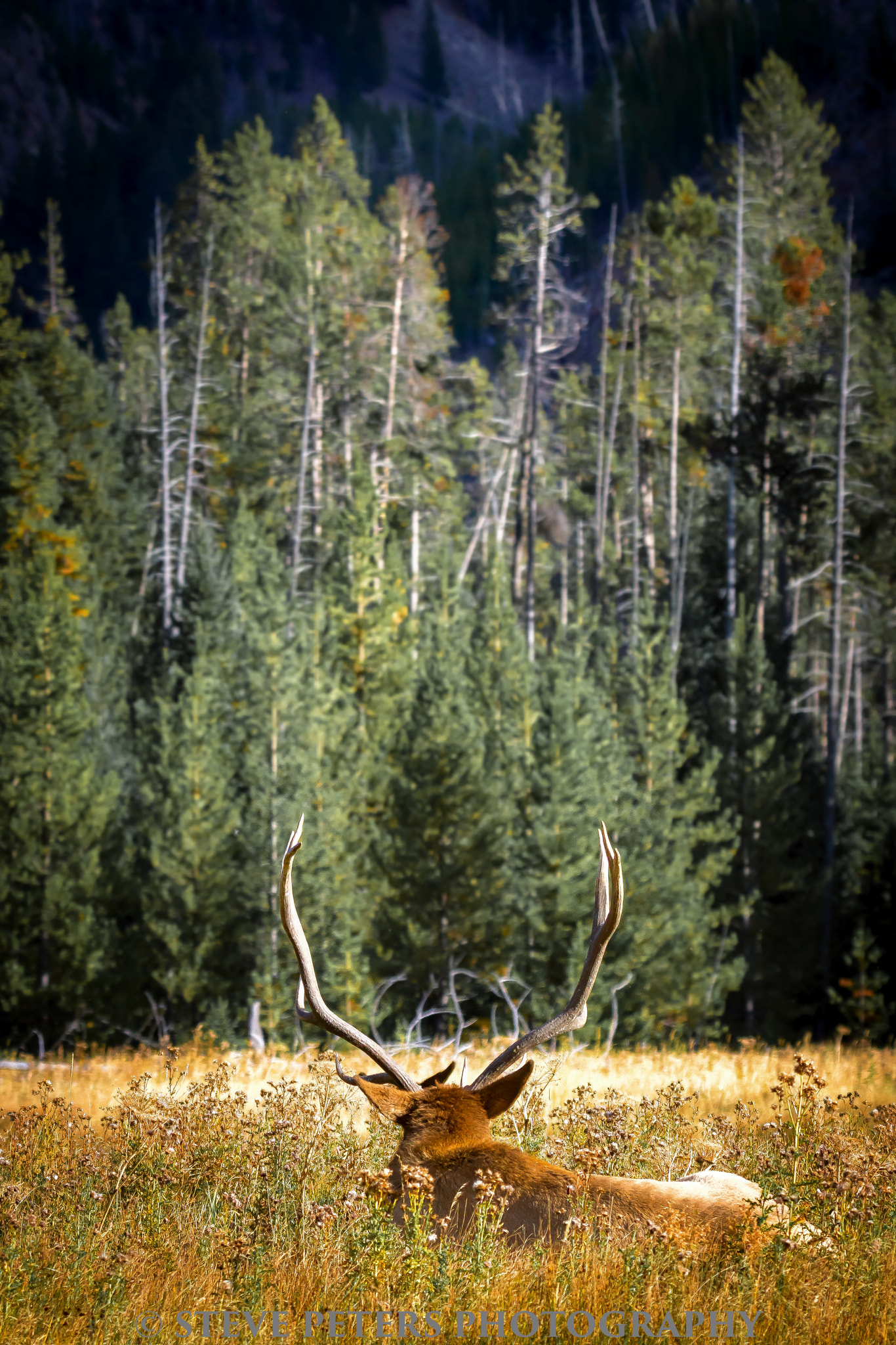 Sony SLT-A77 + Tamron SP 150-600mm F5-6.3 Di VC USD sample photo. Elk buck-grand teton photography