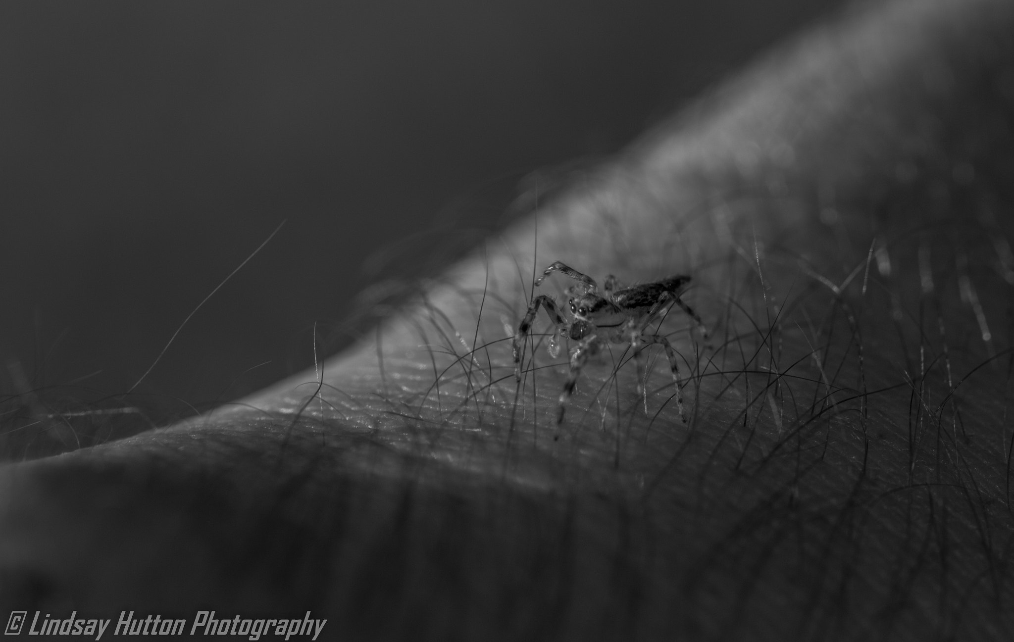 Canon EF 100mm F2.8L Macro IS USM sample photo. Forest of hair photography