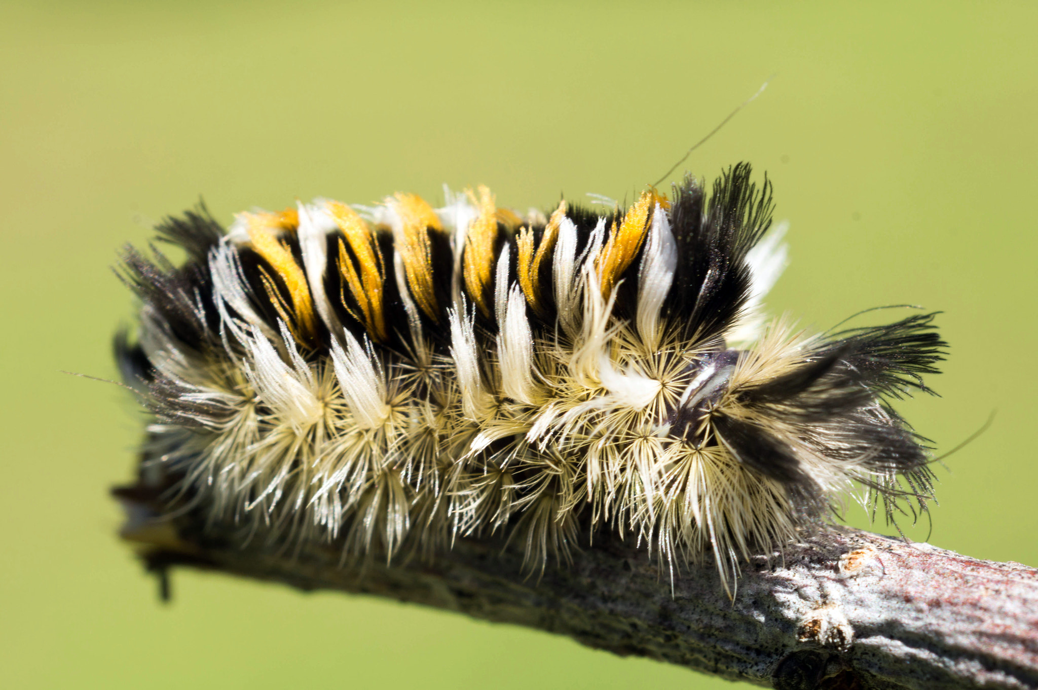 Sony SLT-A57 + MACRO 50mm F2.8 sample photo. Caterpillar photography