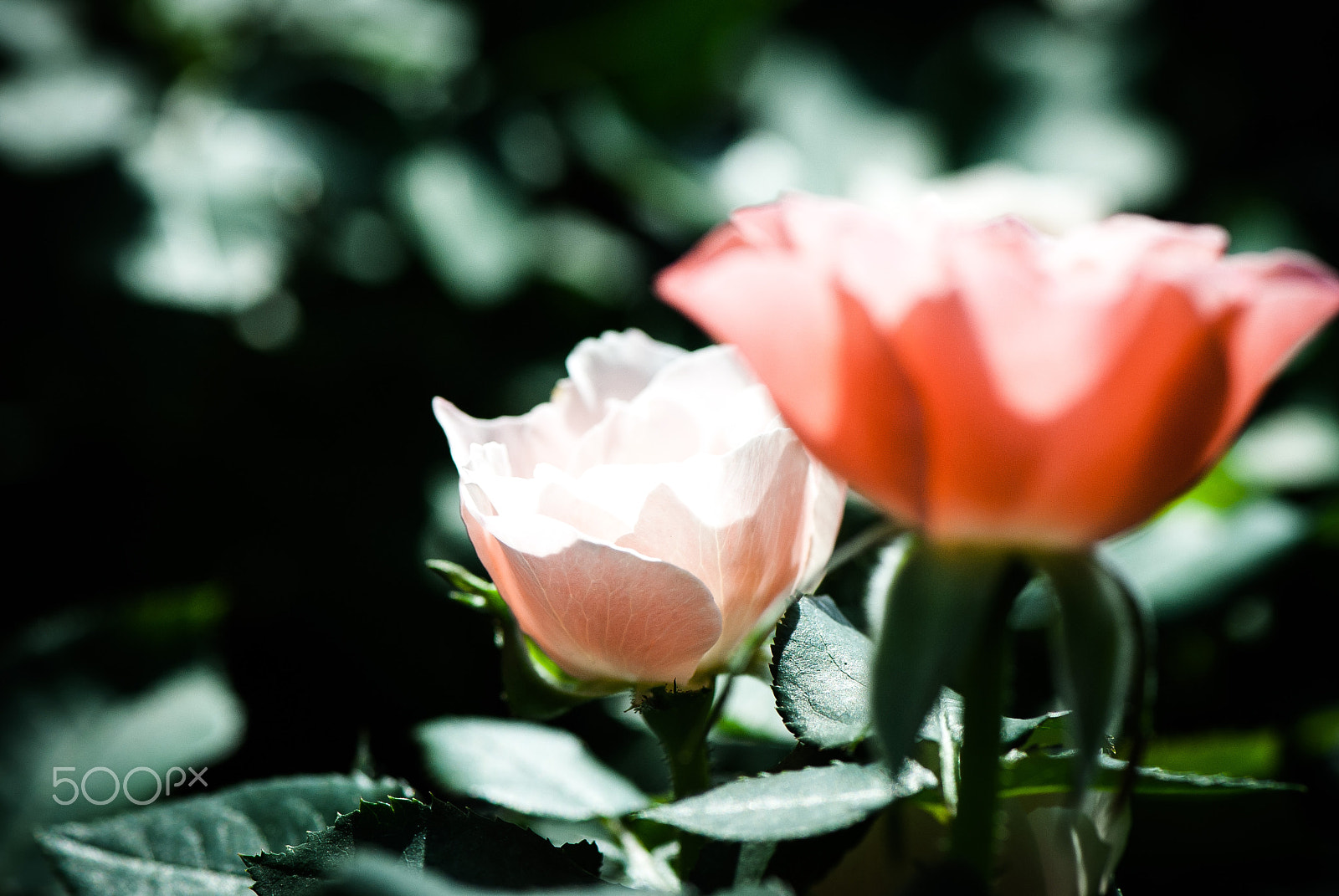 Nikon D200 sample photo. Autumn sunshine and roses photography