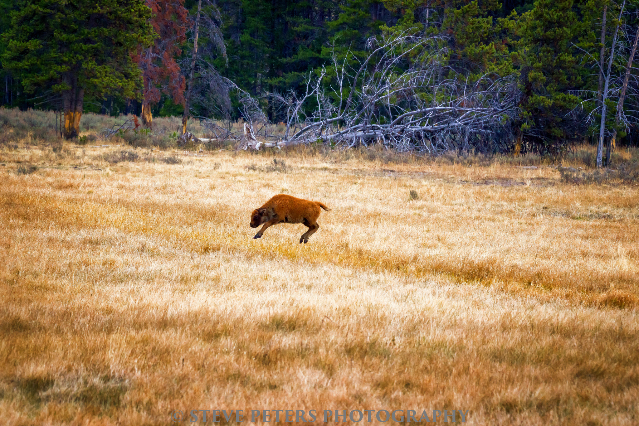 Sony Alpha DSLR-A850 + Tamron SP 150-600mm F5-6.3 Di VC USD sample photo. Baby bison jump-yellowstone photography