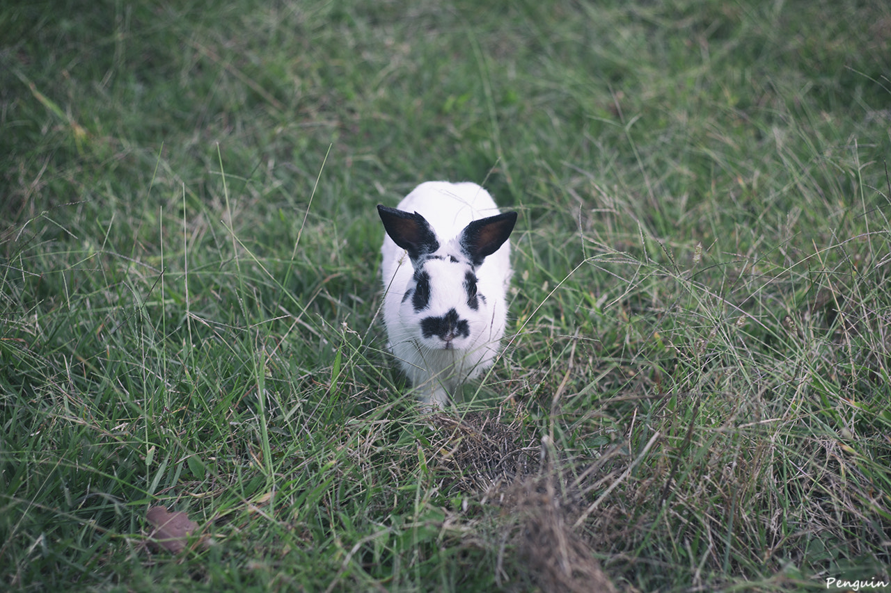 Canon EOS-1D Mark II N sample photo. Rabbit (with analog sensitivity) photography