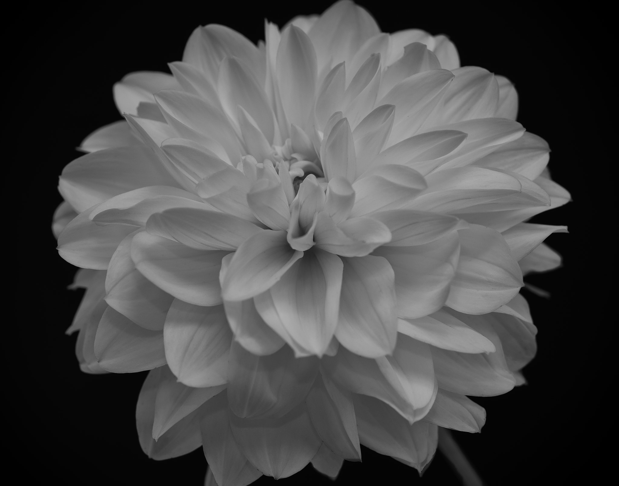 Sony a7 sample photo. White dahlia. photography