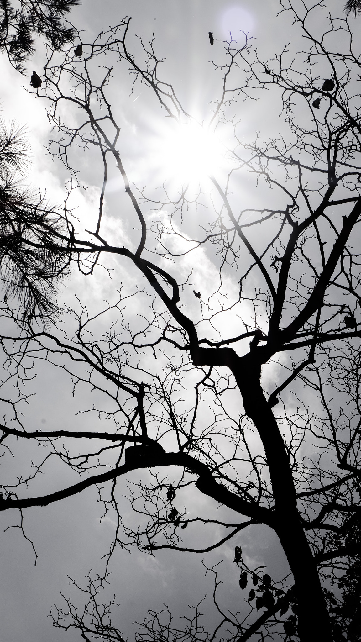Fujifilm XC 16-50mm F3.5-5.6 OIS sample photo. Sun light photography