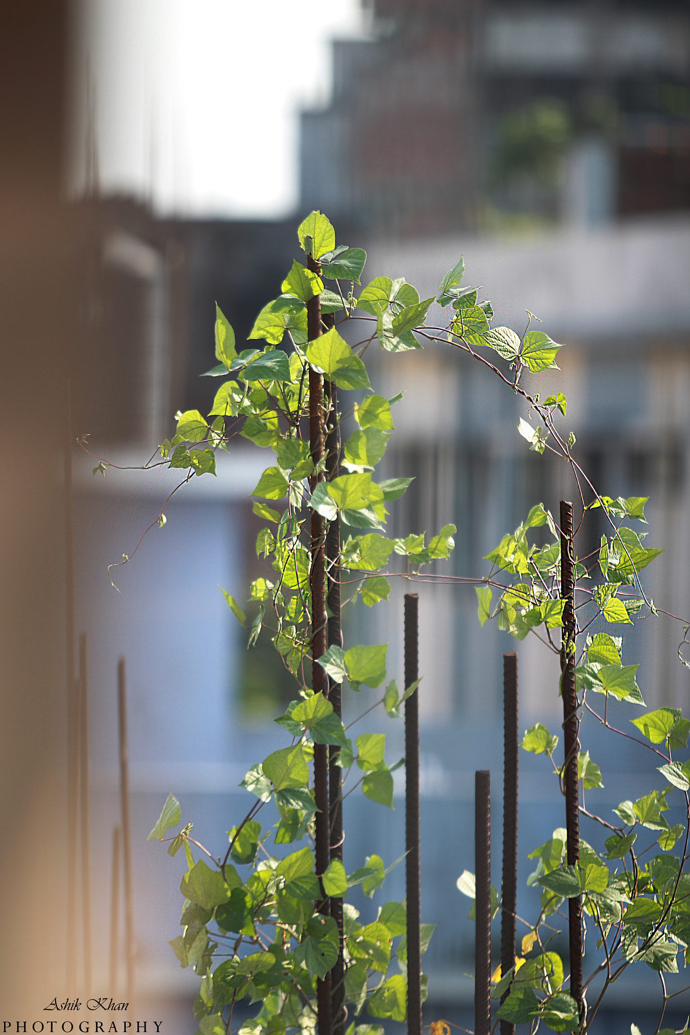 Canon EF 70-200mm F2.8L USM sample photo. Img photography