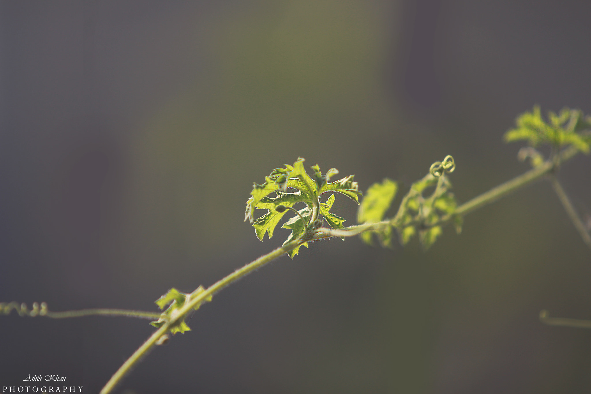 Canon EF 70-200mm F2.8L USM sample photo. Img photography
