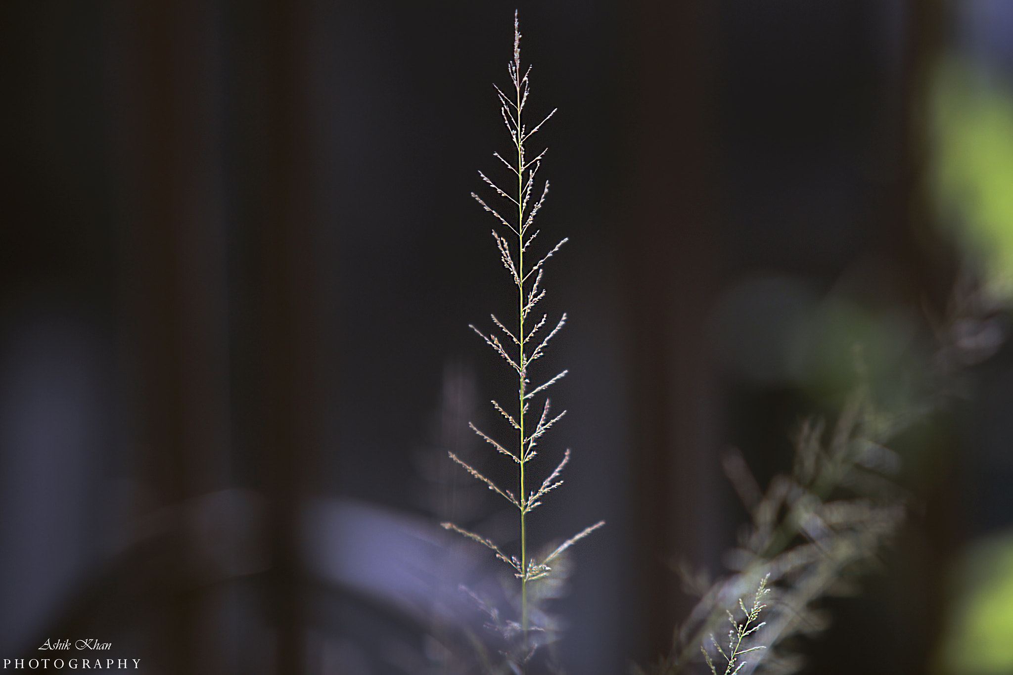 Canon EF 70-200mm F2.8L USM sample photo. Img photography