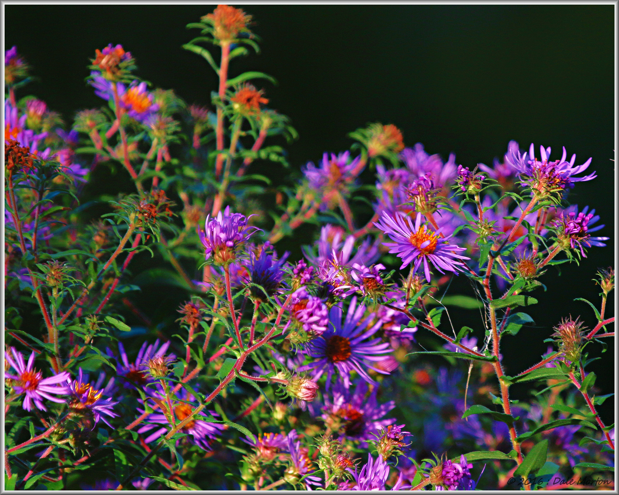 Canon EF 100-400mm F4.5-5.6L IS USM sample photo. Purple photography